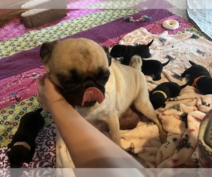 Mother of the Pug puppies born on 10/30/2022
