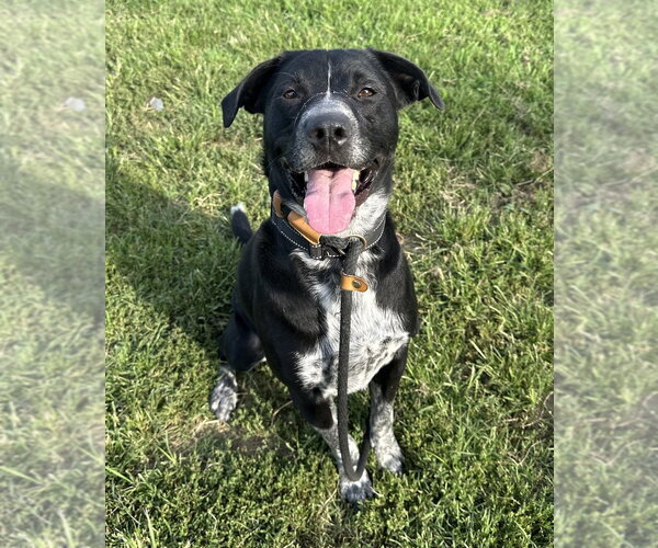 Medium Photo #10 Mutt Puppy For Sale in Evansville, IN, USA