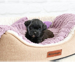 Small #5 Shih-Poo