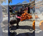 Small Photo #5 American Pit Bull Terrier-Unknown Mix Puppy For Sale in Germantown, OH, USA