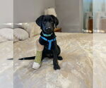 Small #1 Labrador Retriever Mix