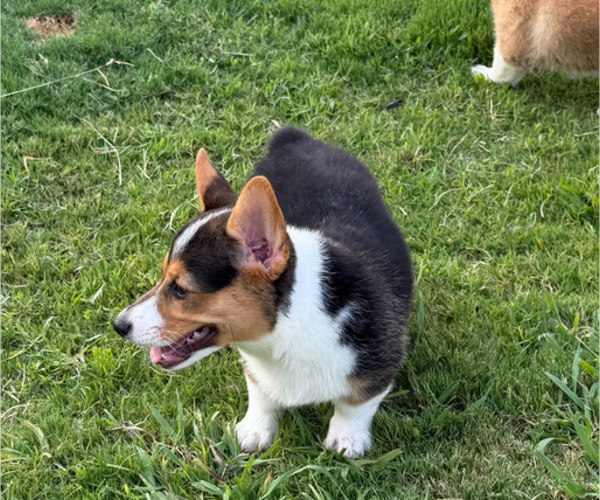 Medium Photo #4 Pembroke Welsh Corgi Puppy For Sale in ROCKWALL, TX, USA