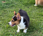 Small #3 Pembroke Welsh Corgi