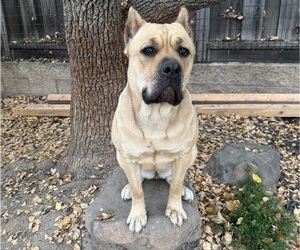 Mother of the Cane Corso puppies born on 06/05/2026