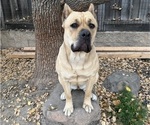 Small Photo #1 Cane Corso Puppy For Sale in LIVERMORE, CA, USA