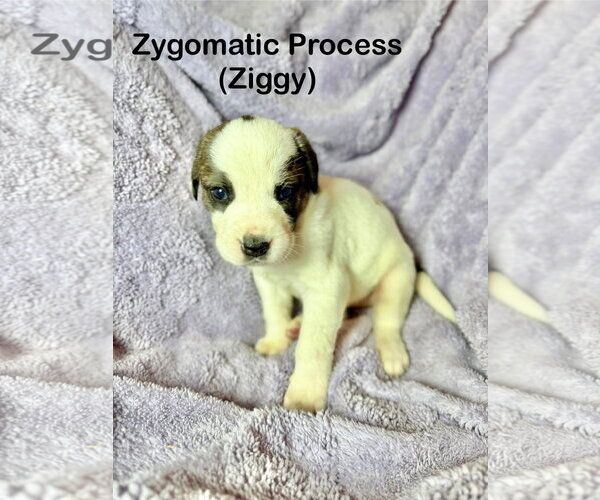 Medium Photo #1 Mutt Puppy For Sale in Duluth, MN, USA