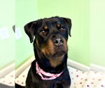 Small #2 Rottweiler Mix