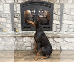 Small #5 Doberman Pinscher