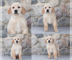 Golden Retriever Puppy for sale in NAPPANEE, IN, USA
