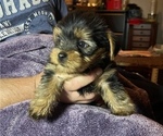 Small Photo #5 Yorkshire Terrier Puppy For Sale in WOODBRIDGE, VA, USA