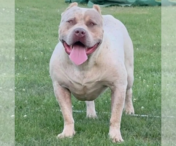 Medium Photo #1 American Bully Puppy For Sale in CHAMPAIGN, IL, USA