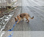 Small #10 German Shepherd Dog