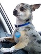 Small Photo #1 Chihuahua Puppy For Sale in DUNCANVILLE, TX, USA