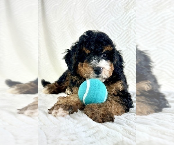 Medium Photo #2 Miniature Bernedoodle Puppy For Sale in GREENFIELD, IN, USA
