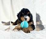 Small #1 Miniature Bernedoodle
