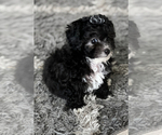 Puppy Puppy 1 Poodle (Toy)