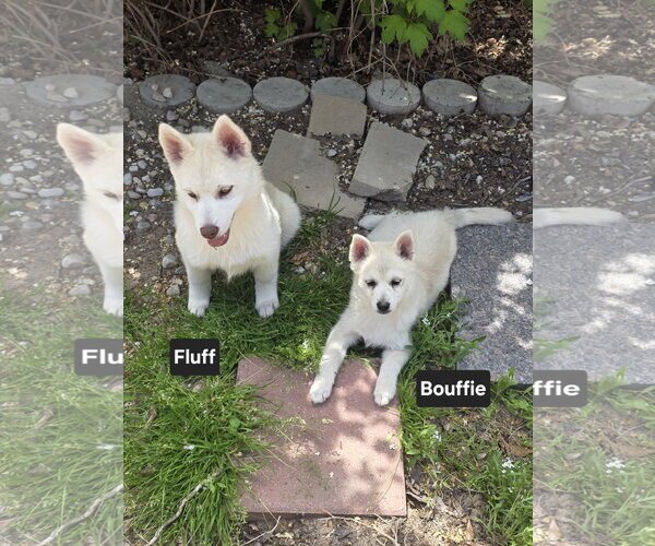 Medium Photo #3 Siberian Husky-Unknown Mix Puppy For Sale in Sandy, UT, USA
