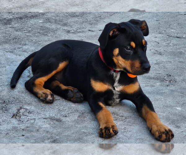 Medium Photo #2 Labrador Retriever-Unknown Mix Puppy For Sale in Royal Palm Beach, FL, USA