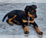 Small #1 Labrador Retriever Mix