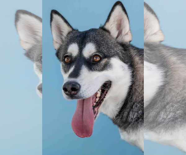 Medium Photo #2 Siberian Husky Puppy For Sale in Pasadena, CA, USA