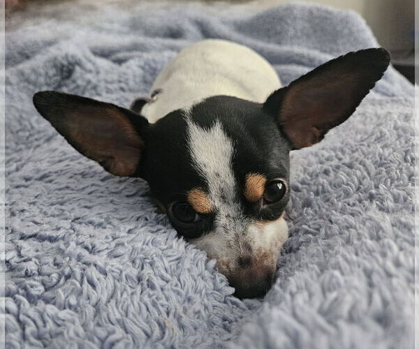 Medium Photo #2 Chihuahua Puppy For Sale in St. Louis Park, MN, USA