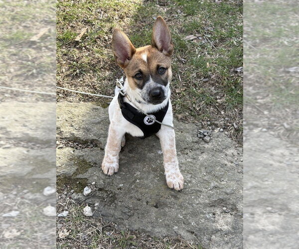 Medium Photo #4 Mutt Puppy For Sale in Brewster, NY, USA