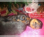 Small Photo #7 Rottweiler Puppy For Sale in JASPER, MO, USA