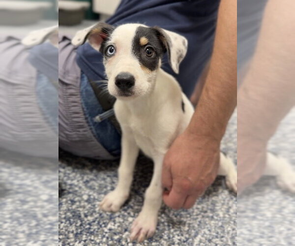 Medium Photo #3 Mutt Puppy For Sale in Bemidji, MN, USA