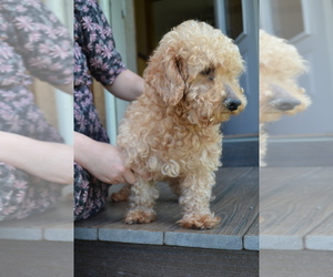 Mother of the Cavapoo (Miniature) puppies born on 03/30/2026