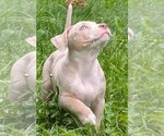 Small #10 American Bully