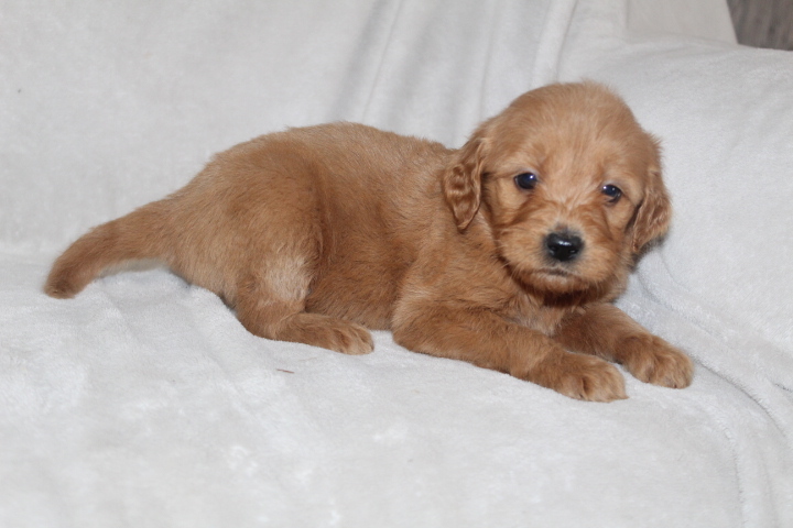 Medium Photo #3 Goldendoodle Puppy For Sale in FRESNO, OH, USA