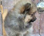 Katie - Female Pomeranian Puppy for Sale - Photo #5