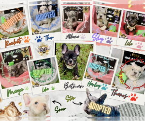French Bulldog Litter for sale in ATHENS, GA, USA