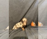 Small Photo #3 Dachshund Puppy For Sale in CONVOY, OH, USA