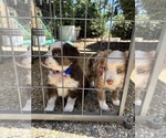 Small #14 Miniature Australian Shepherd