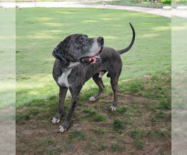 Medium Photo #2 Great Dane Puppy For Sale in DENHAM SPRINGS, LA, USA