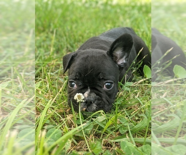 Medium Photo #12 French Bulldog Puppy For Sale in SPENCER, TN, USA