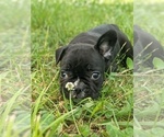 Small Photo #12 French Bulldog Puppy For Sale in SPENCER, TN, USA