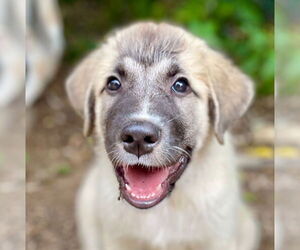 Mutt Dogs for adoption in Canton, CT, USA
