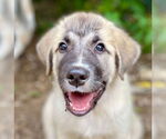 Small Mutt