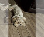 Small #6 Shih Tzu Mix