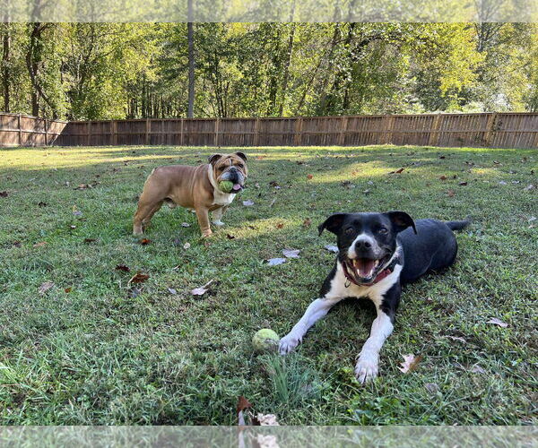 Medium Photo #3 Mutt Puppy For Sale in Derwood, MD, USA