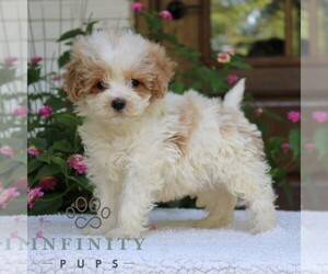 Goldendoodle (Miniature) Puppy for sale in NARVON, PA, USA