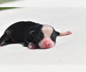 Miniature Australian Shepherd Puppy for sale in PALM COAST, FL, USA