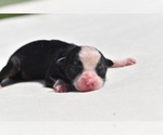 Image preview for Ad Listing. Nickname: Orion