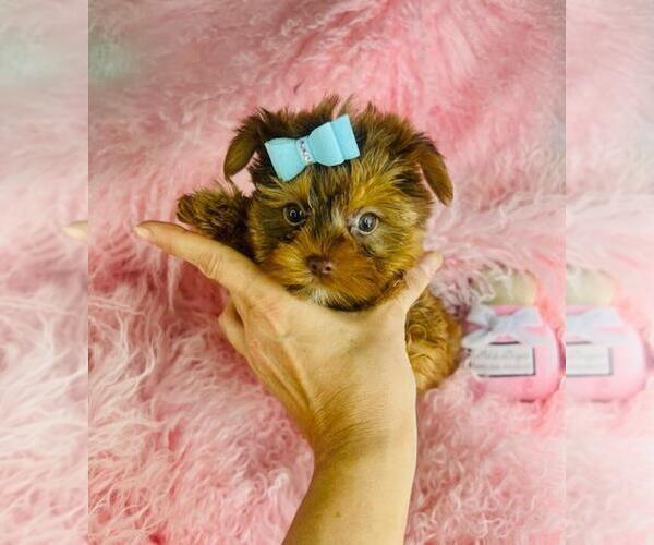 Medium Photo #21 Morkie Puppy For Sale in TAMPA, FL, USA