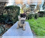 Small #184 French Bulldog