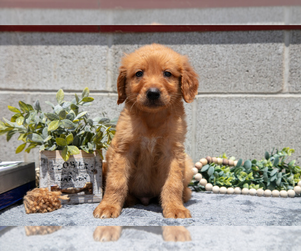 Medium Photo #23 Golden Retriever Puppy For Sale in WOLCOTTVILLE, IN, USA