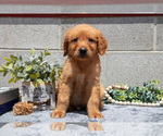 Puppy Digger Golden Retriever