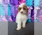 Small Photo #1 Poodle (Miniature) Puppy For Sale in FREDERICK, MD, USA
